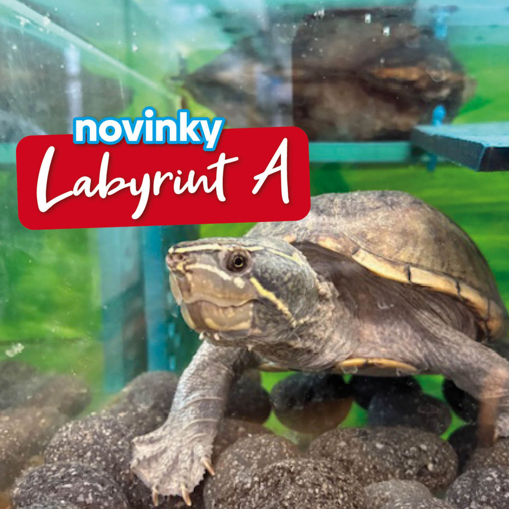 Aktuality z Labyrintu – budova A